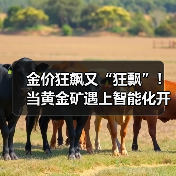 金价狂飙又“狂飘”!当黄金矿遇上智能化开采.... 金价狂飙又“狂飘”!当黄金矿遇上智能化开采....