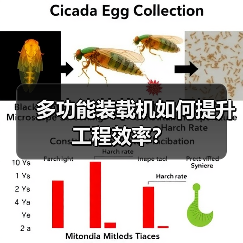 多功能装载机如何提升工程效率？